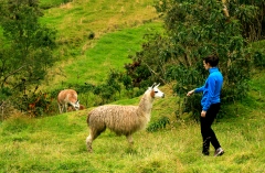 Petting Llamas is one of my favorite Ecuadorian past times.