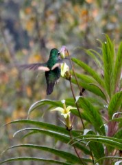 Hummingbirds thrive in Papallacta's climate (as in much of Ecuador)