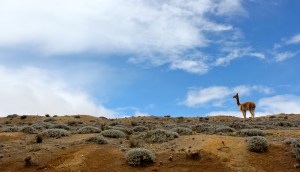 Wild vicuñas now roam the expansive paramos, as Chimborazo has been declared a national park.