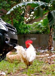 I noticed this guy in a residential neighbor about two blocks from a huge mall.