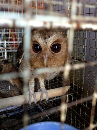 A frightened owl in the Jakarta Bird Market.