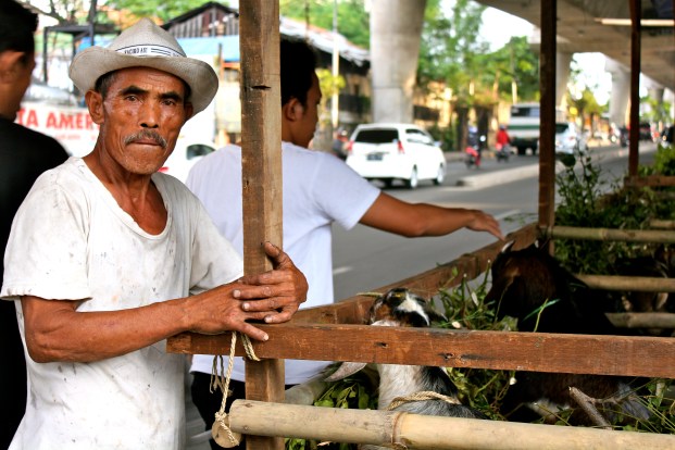 This trader hopes to sell 60 animals this year from his sidewalk paddock. 