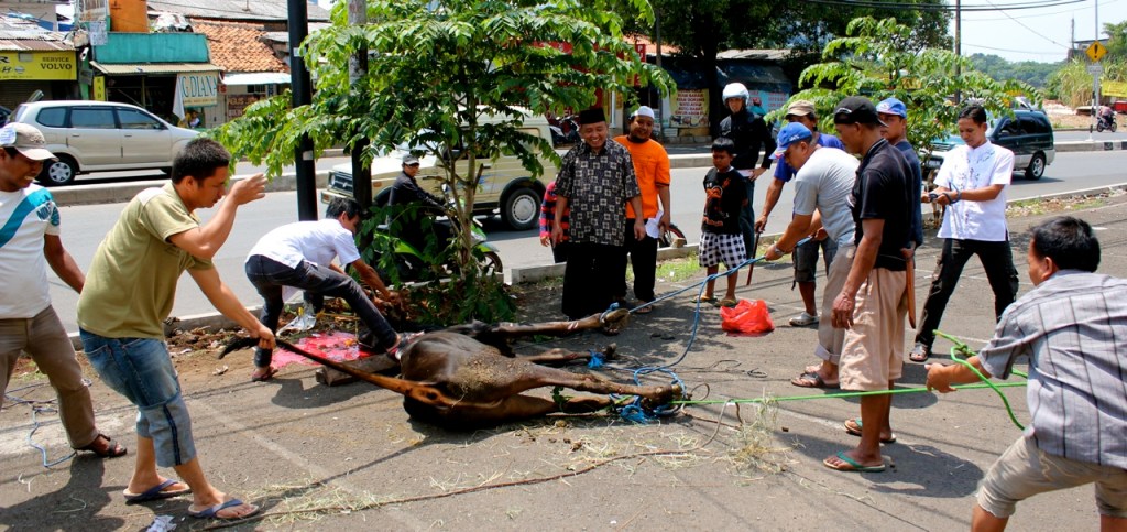 Men slaughter a cow on a busy street in south Jakarta